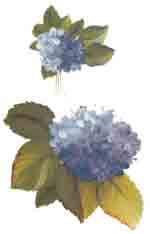 Hydrangea Package includes 15 pieces