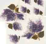 Lilac Series  15 pieces