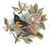 Baltimore Oriole New World  Bit  Sheet of 39