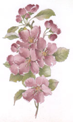 Pink Blossoms