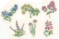 Bright Herbs Flowers, Salvia, Rosemary, Oregano, Chives, Mint,, Parsley