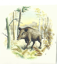 Wild Boar-4"