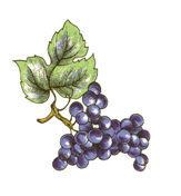 French Fruit Basket PURPLE GRAPES