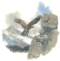 Condor Vulture