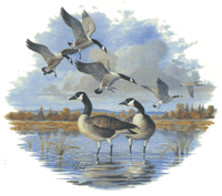 Canadian Geese