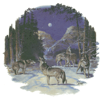 Wolf Scene