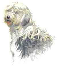 Dog ENGLISH SHEEPDOG