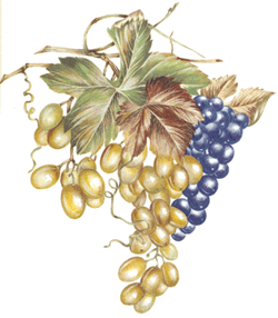 Grapes