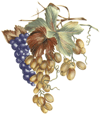 Fruit - Grapes