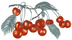 Cherry - Cherries
