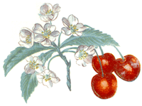 Cherry - Cherries