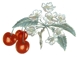 Cherry