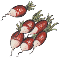 Radishes