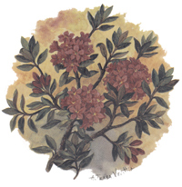 RED HYDRANGEA