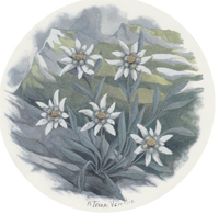 WHITE DAISY