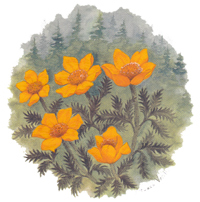 YELLOW ORANGE  DAISY