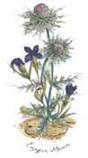 MOUNTAIN FLOWERS - ERYNGIUM ALPINUM