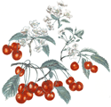 Cherry-Cherries