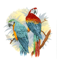 Macaw Paired Birds