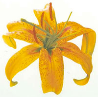 Orange Yellow Lily