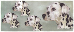 Dog Wrap - Dalmatian