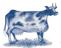 BLUE COW