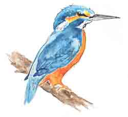 KINGFISHER