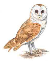 BARN OWL