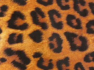 LEOPARD ANIMAL SKIN