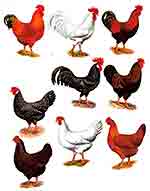 Roosters and Hens - 9 PC. SET