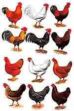 Roosters and Hens - 12 PC SET