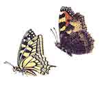 Butterflies 40mm Set of 2