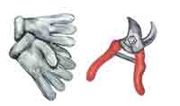 Gloves and Pruning Shears