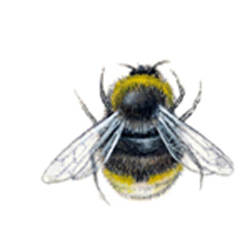 Bumble Bee Bits