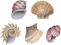 Shells