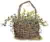 Ivy Basket