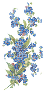 Forget Me Knots