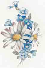 White Daisies and Blue Flowers