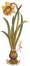 Daffodil  Bulb