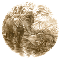 Sepia African Animals - Elephant