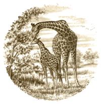 Sepia African Animals - Giraffe