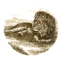 Sepia African Animals - Lion