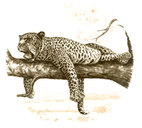 Sepia African Animals - Leopard