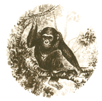 Sepia African Animals - Chimp