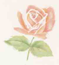 Pink Rose