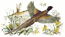 Pheasant in Flight Mural