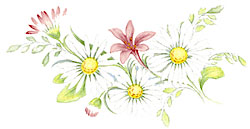 Daisy Bouquet Flowers Daisies