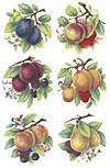 Pears, Plums, Apples, Peaches Raspberries