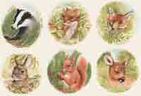 Squirrel, Fox, Rabbit, Fawn, Badger