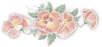 Pansy, Pansies